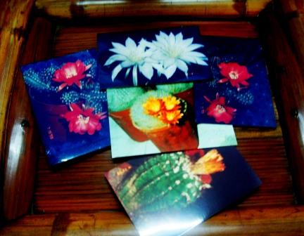 Cacti flowers - No digital camera then..lol. Lovely cacti flowers back in my hometown then.