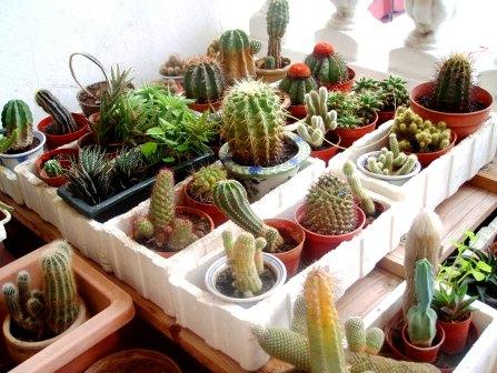Cacti at the Porch - Some of the favorite cacti at my hometown back then