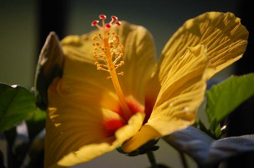 hibiscus - close up of hibiscus bloom