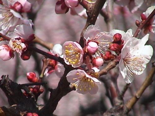 plum buds - a picture of the plum blooms we took