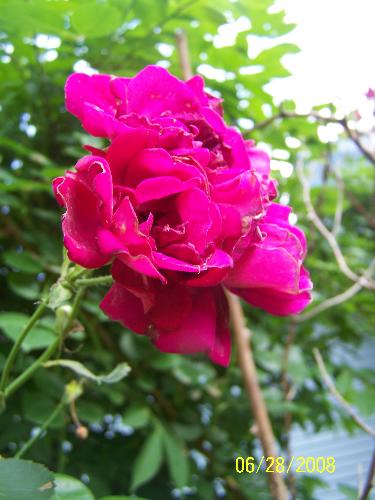 Bloomed Roses - Taken by Kc Craftz ( http://www.myspace.com/kdkblankets )