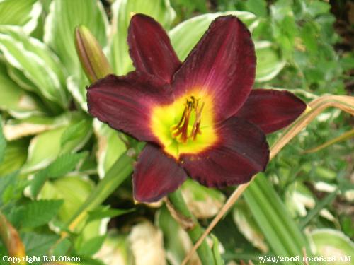 Awesome colors - A beautiful deep maroon coloring. Awesome colors - A beautiful deep maroon coloring.