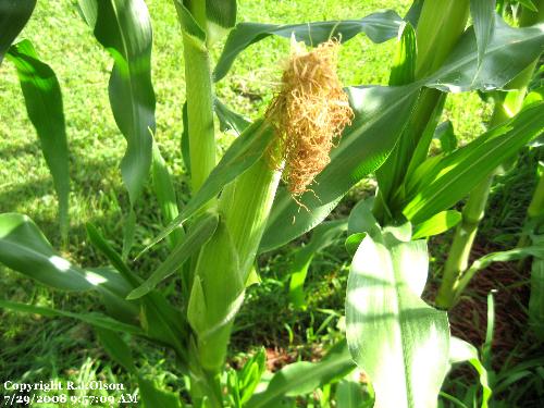My sweet corn - It is getting huge daily.