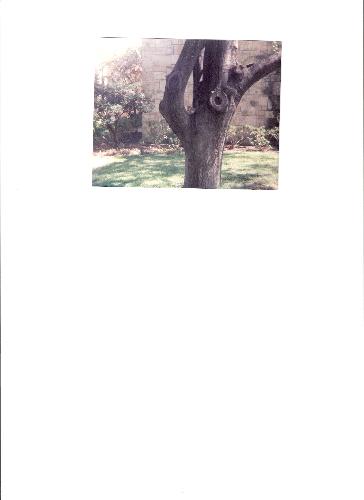 Can't title this to much or you will know why I to - This was something very interesting that I saw in the tree. Let me see how observant you are.