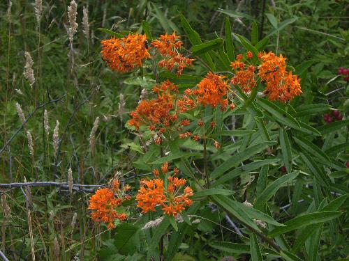 Wildflowers - Some wildflowers I found while hiking at a nearby state park.