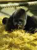 Wanna be it's mom? - This article is about a woman who's job it is to be a mom to baby gorillas! http://apnews.excite.com/article/20061113/D8LC9ICG0.html