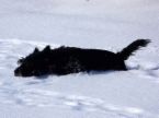 My dog burrowing in the snow like a rabbit. - My dog loves to rump when the snow falls. He is a small dog so he can easily get buried down in it. This was a few years back because we don't live in Minot AFB any longer. Now we live in Illinois. But I think you will enjoy the picture of my nose burrowing dog.