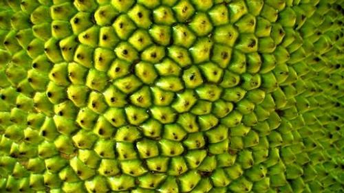Jackfruit - We grow jackfruits in the backyard. Lately the backyard has kinda become noisy. They say jackfruits tend to bear bad fruit when the surroundings are noisy. So it does now. Its bearing small fruit instead of the large ones and most of them turn dark in one part of two.