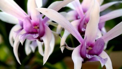 orchids - This is a native orchid and I don't know what's it called. We just grow this one easily in the garden.