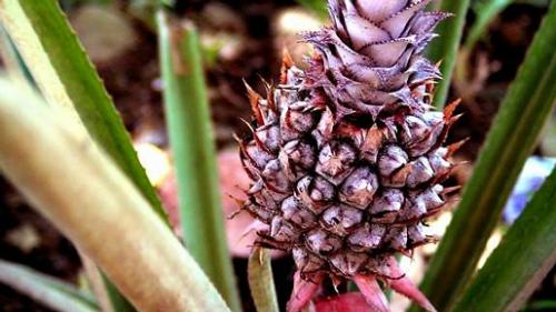 pineapple - This is a Queen Pineapple. It's so sweet and smaller than the regular pineapples. This is usually found in Ormoc City, Philippines.