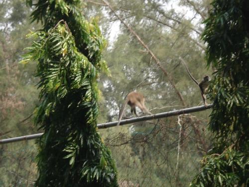 Monkey - Monkey Malaysia