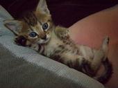 A kitten named Phoebe - kitten is laying on my shoulder. She love to cuddle and sleep on my shoulder. She is sweet kitten