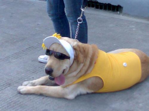 Dog... - What a nice pose for a socialite dog...haha...Isn't it lovely?