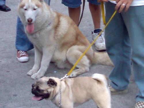 Dogs - Hey would you be my friend, dear dog..LOL