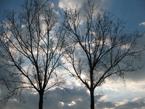 twin trees - a pair of trees