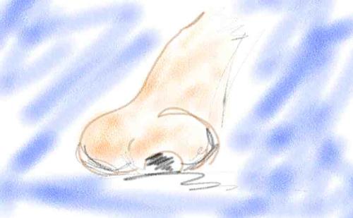 Nose - A large nose.