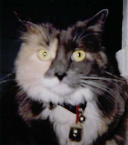 My precious cat - Won't leave her behind.