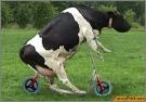 cow - cycling