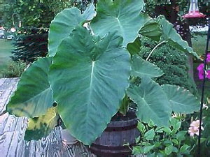 Elephant Ear - Much larger plant then mine.