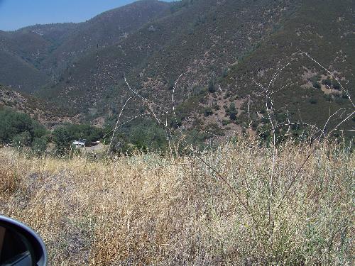 Dry grass near Yosemite National Park - Dry grass and trees near Yosemite National Park where the fire is now