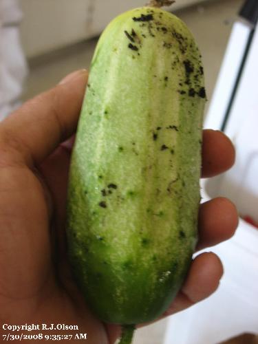 huge pickle! - This I found this morning in my Minnesota garden. July 30th, 2008. huge pickle! - This I found this morning in my Minnesota garden. July 30th, 2008.