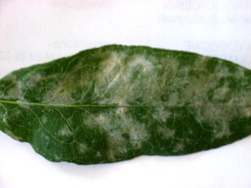 White Markings - Unknown substance on phloxx leaves