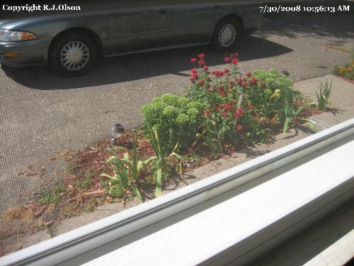 Small Flower Bed - My view from the small LR window