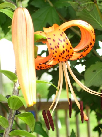 Lilly in Bloom - This is just 1 of 3 different varieties of lillies we have growing in our yard here in Michigan.