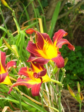 Lily - Lily growing in our yard in Michigan - didn't expect these to bloom this year as I moved them not long before they bloomed.