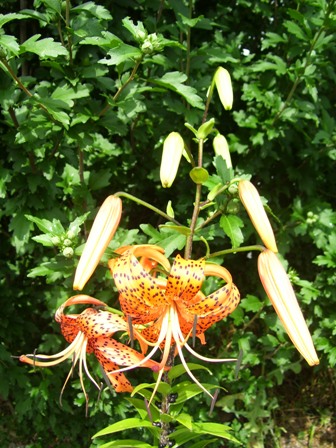Lilies - These 'spotted' lilies grow well in Michigan and bloom year after year - plus they send off 'babies' each year.