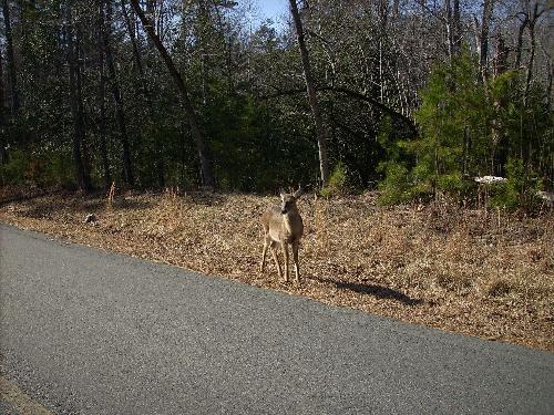 Deer At Morrow Mountain North Carolina - This is a pic of a deer at morrow mountain state park they just come right up to the vehicle. There were a bunch of them out on the day we went