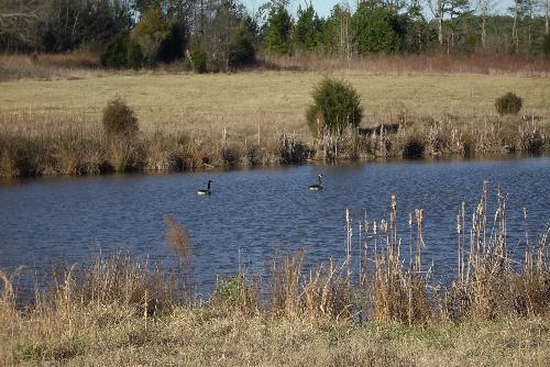Geese on the Pond - These geese decided to land on our pond one day. so i took a picture of them. You can always hear them when they fly over.
