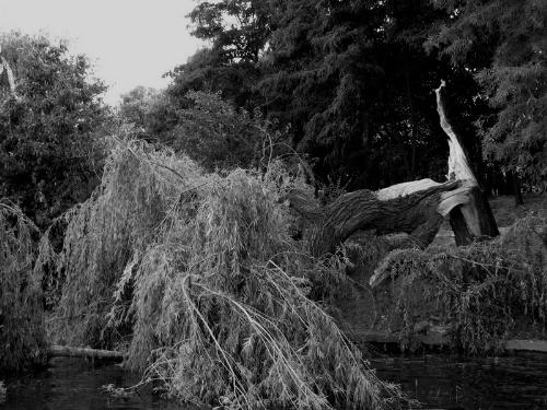 black and white - fallen tree in black and white