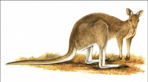 Kangaroo - It is an animal that live in Australia