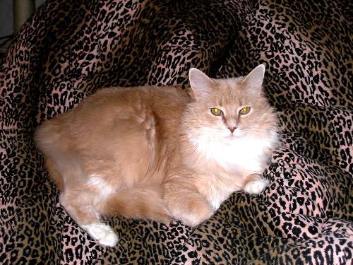 My big boy - My 11 year old kitty.