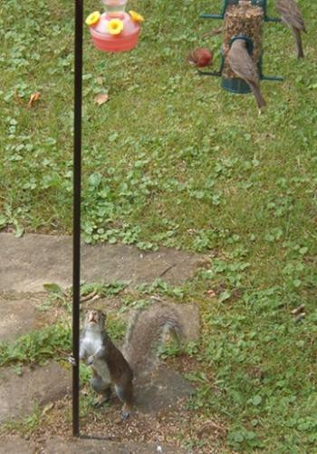 Squirrel Food? - This little guy seems determined to figure out how the birds got up this pole. I&#039;ve had a lot of fun since moving the bird feeders right outside my office window.