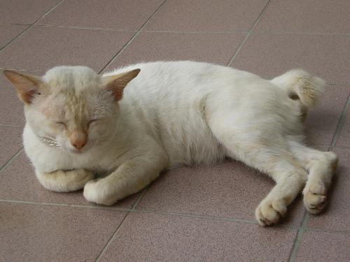 My Cat, Shorty - This is my cat, Shorty. This photo was taken when he came home one fine day, hence the dirty fur! He has a brother named Longy. Shorty was named after his short tail and Longy has long tail! But they both have white fur.