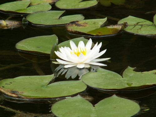 White Water Lily - White Water Lily growing in my yard