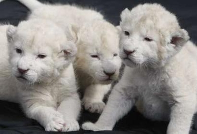 animals, white lion cubs - See three white lion cubs.
