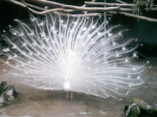 animal, bird, white peacock - Here is a white peacock.