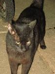 My cat Cosmo - Here is a picture of my cat Cosmo. He is deciding whether to come in or not. LOL!  He is 7 years old and very sweet.