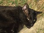 Cat Comso - Another Pic - This is another picture of my kitty cat Cosmo. He is just hanging out.
