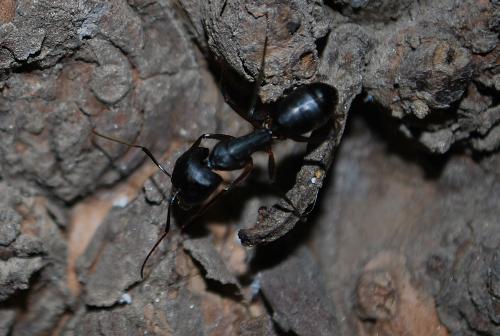 lost...no! - an ant on a gauva tree... its outside my house and i happen to pass by and saw this tiny creatures going up and down up and down... i just stood there and watch for a long time trying to figure out what they are trying to do. And this one just keep moving around, up and down and so i thought it would be a good idea to take a pic and here it is.. and as i was taking a pic i saw something very interesting....to be continued