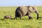 Relationships - Relationships of mom and baby elephant