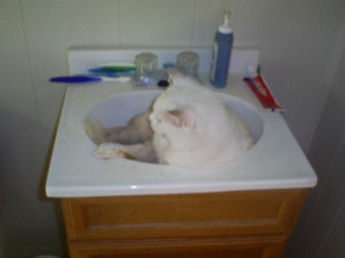 Wilbur - Sleeping in the sink!!