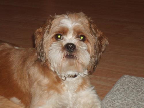 our dog buddy - this is our dog buddy he is a very odd mixed breed but we love him very much