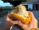 chicken - chicken is addictive