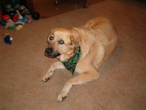 Bens bandana - Ben got this bandana at the groomer last Xmas. He thinks it is tops. Took us weeks to get him to give it up. We feel the groomer was 'preferred' by him!
