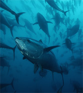 Boycott Mediterranean bluefin tuna - before it’s t - If the current situation continues then time will soon run out for this amazing creature.