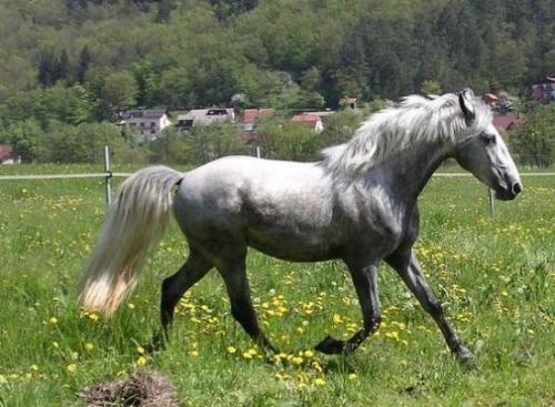 A horse having fun. - This horse looks like he is having some fun. What a way to enjoy a day.